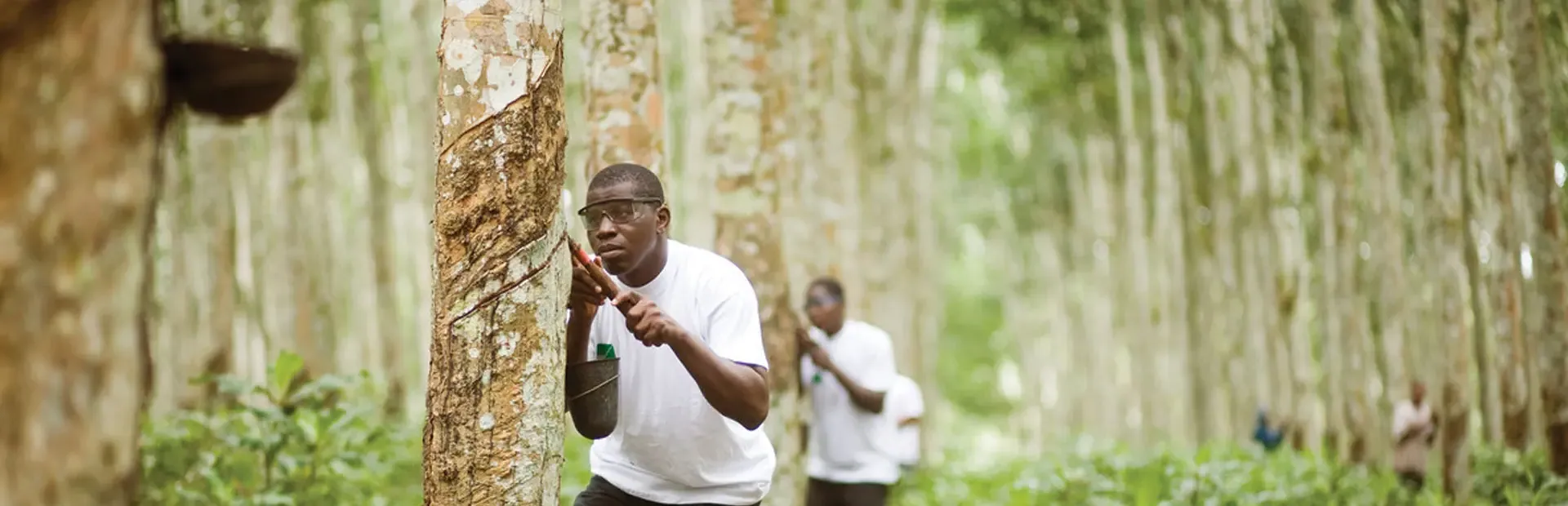 Latex dripping into the tapping bowl. Olam has a crumb rubber processing facility, third-party sourcing of natural rubber and a joint venture plantation in Gabon.